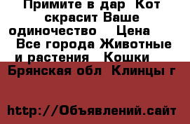 Примите в дар. Кот скрасит Ваше одиночество. › Цена ­ 0 - Все города Животные и растения » Кошки   . Брянская обл.,Клинцы г.